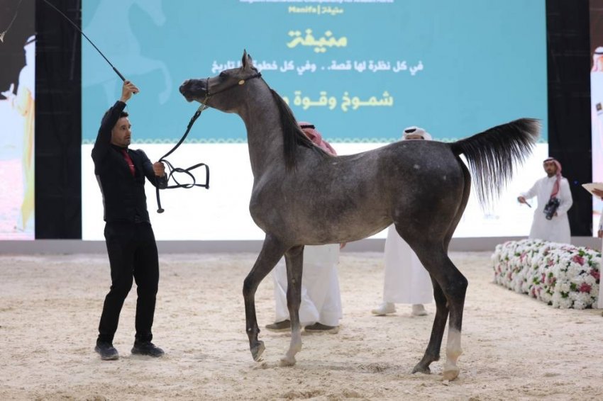 انطلاق بطولة المملكة الدولية لجمال الخيل العربية بمشاركة ما يزيد على 70 رأسا من الخيل